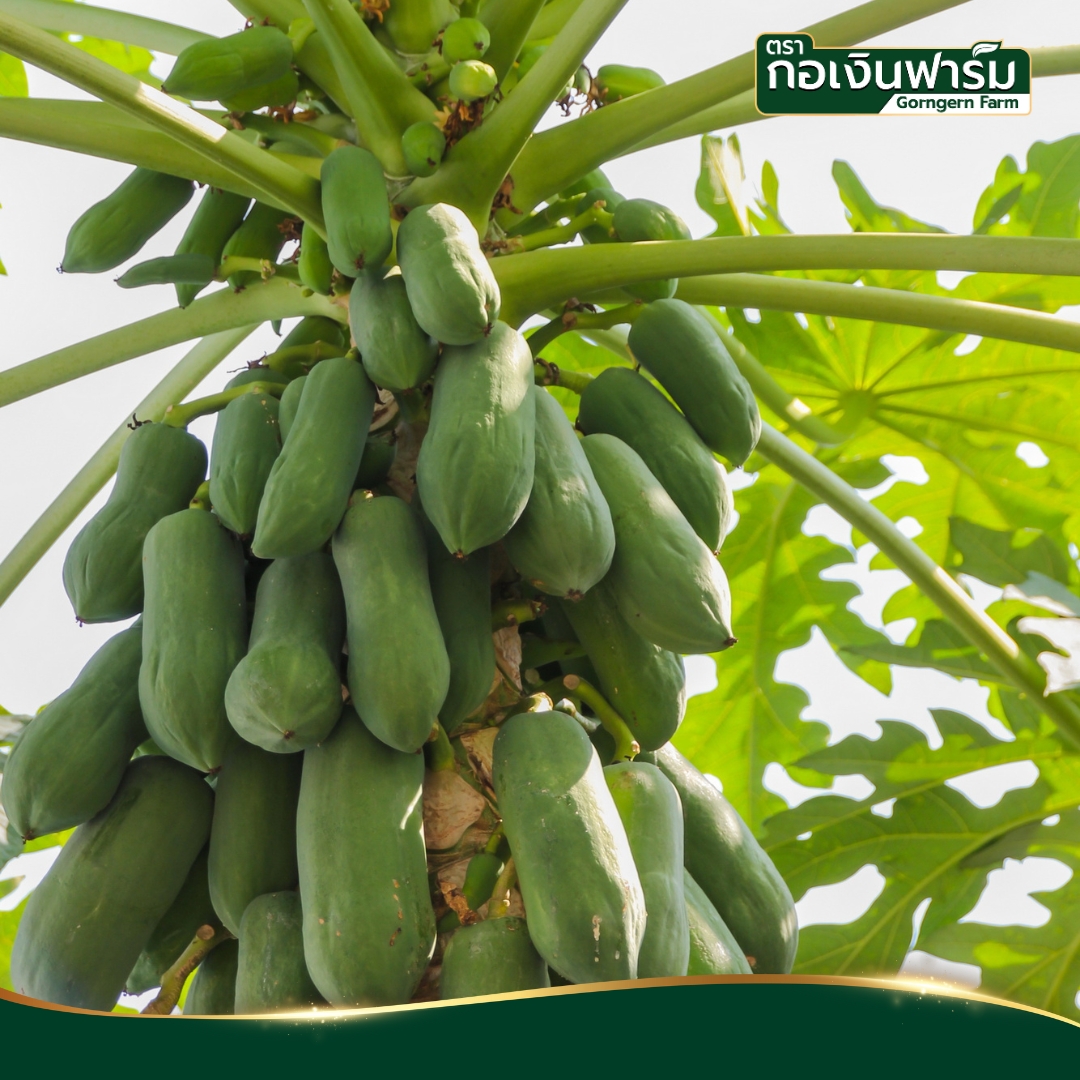 มะละกอผง Papaya powder ตรากอเงินฟาร์ม