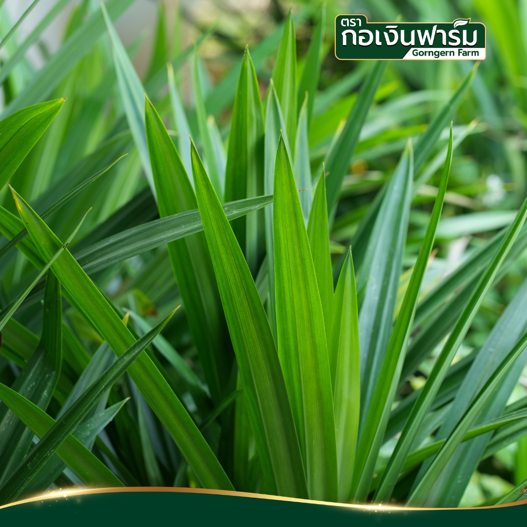 ใบเตยผง Pandan powder ตรากอเงินฟาร์ม