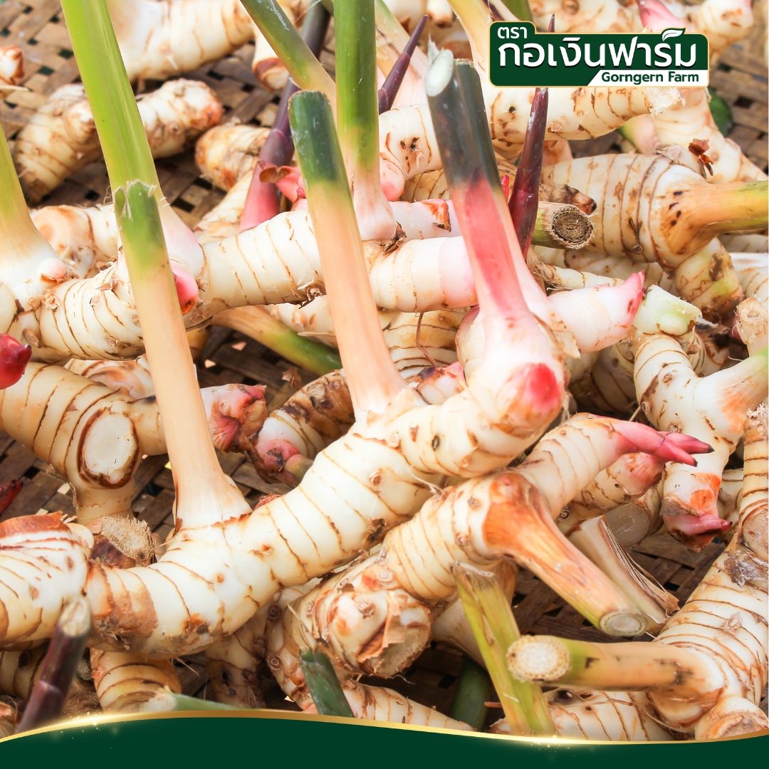 ข่าผง Galangal Powder ตรากอเงินฟาร์ม