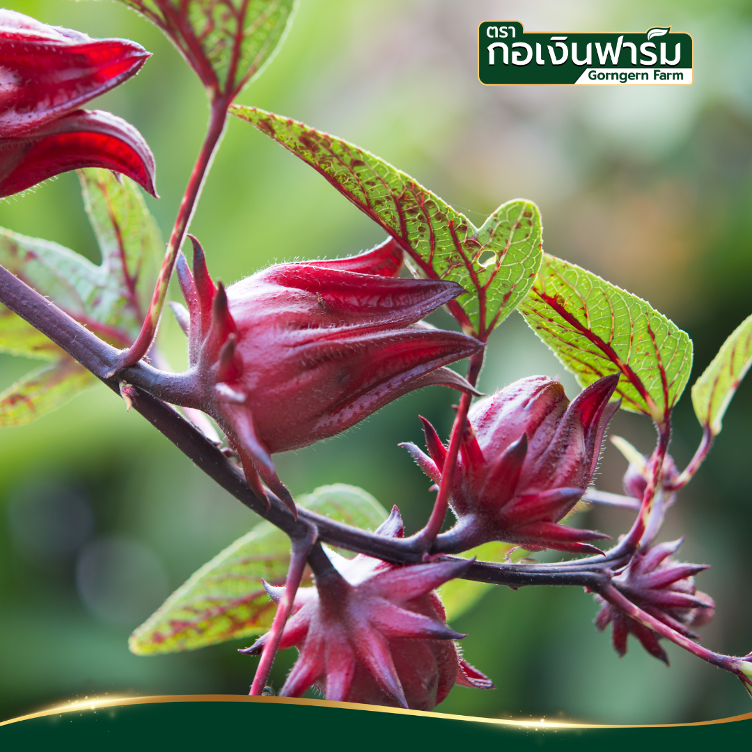 กระเจี๊ยบแดง Dried Roselle ตรากอเงินฟาร์ม ขนาด 100 กรัม