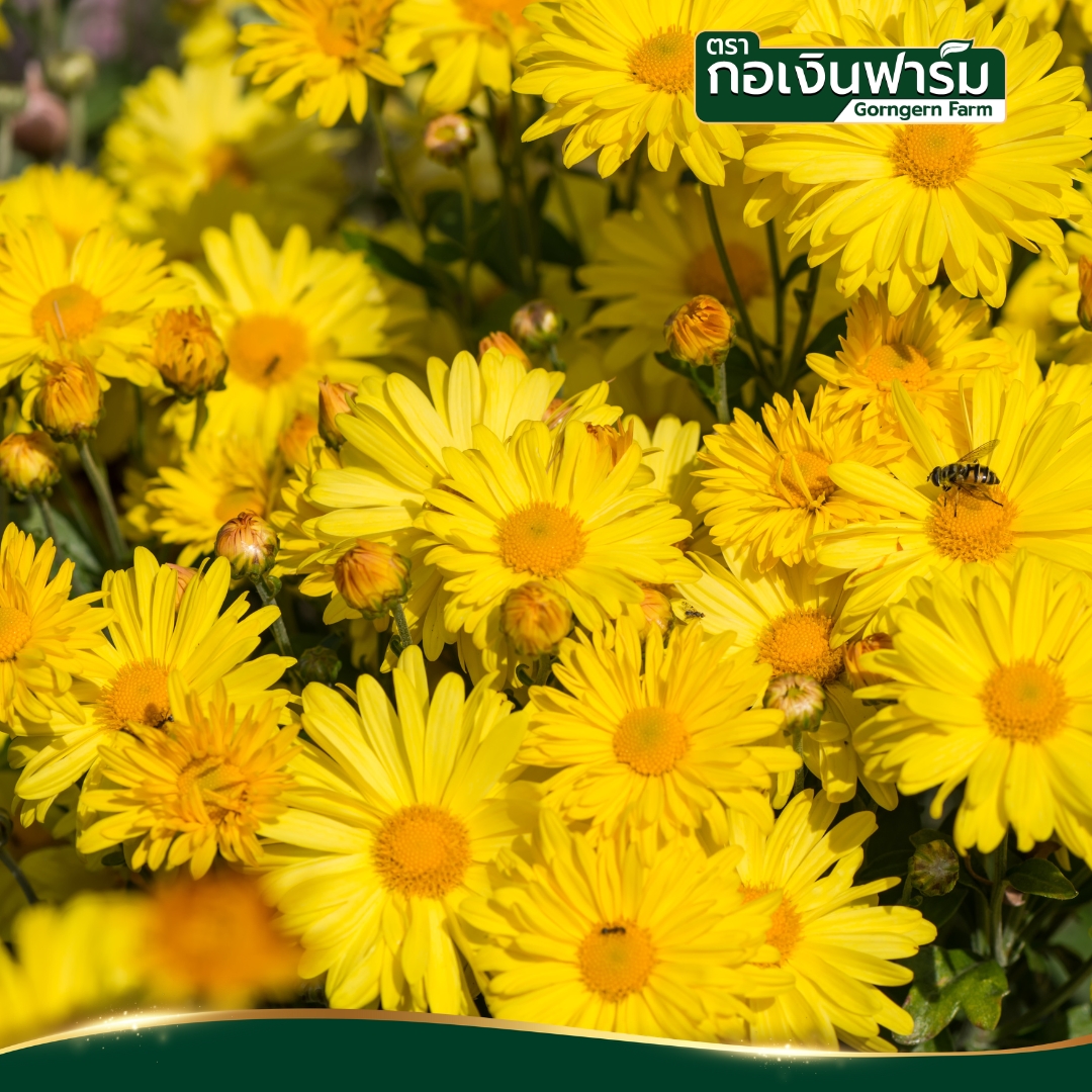 ผงเก๊กฮวย Chrysanthemum powder ตรากอเงินฟาร์ม