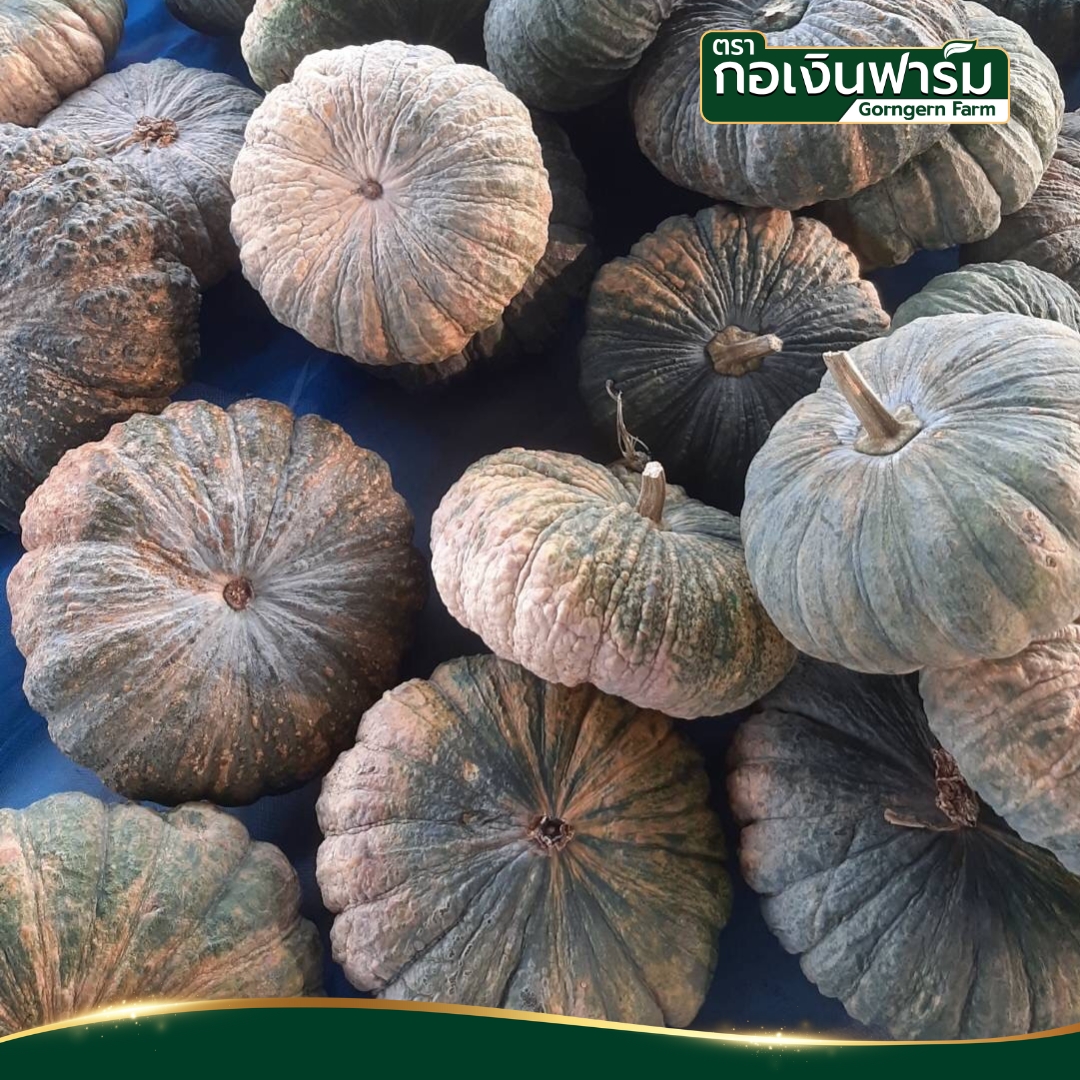 ฟักทองผง Pumpkin Powder ตรากอเงินฟาร์ม