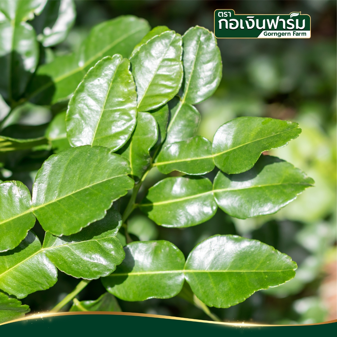 มะกรูดผง Kaffir Lime Powder ตรากอเงินฟาร์ม