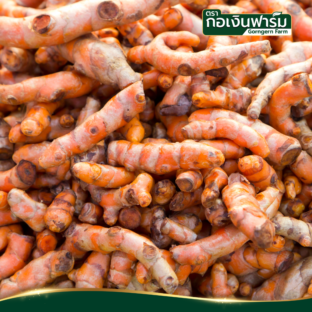 ขมิ้นชันแห้ง Dried Turmeric ตรากอเงินฟาร์ม