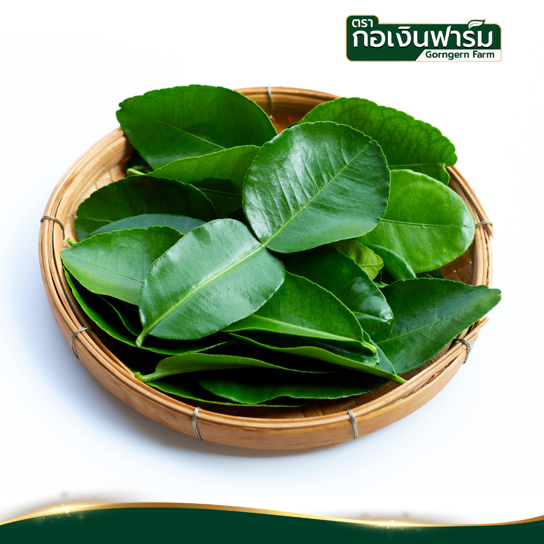 ใบมะกรูดอบแห้ง Dried Kaffir Lime ตรากอเงินฟาร์ม ขนาด 50 กรัม