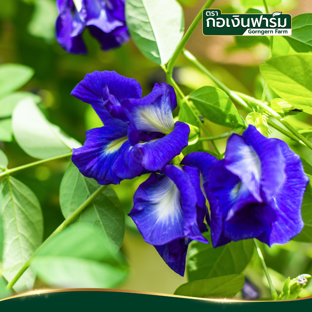 อัญชันแห้ง Dried Butterfly Pea ตรากอเงินฟาร์ม