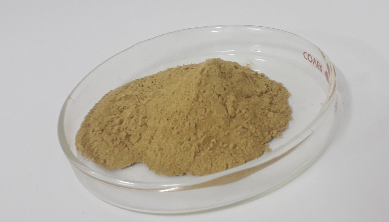 แปะก๊วย Ginko Extract Powder