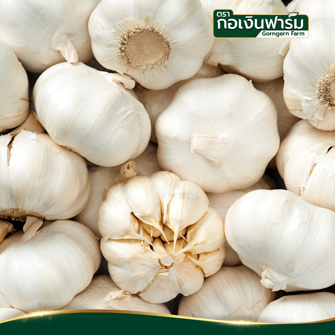 กระเทียมผง Garlic Powder ตรากอเงินฟาร์ม