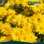 ผงเก๊กฮวย Chrysanthemum powder ตรากอเงินฟาร์ม