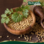 ลูกผักชีแห้ง ตรา กอเงินฟาร์ม Dried Coriander (Gorngern Farm Brand) ขนาด 200 กรัม