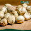 กระวานอบแห้ง Dried Siam Cardamom ตรา กอเงินฟาร์ม